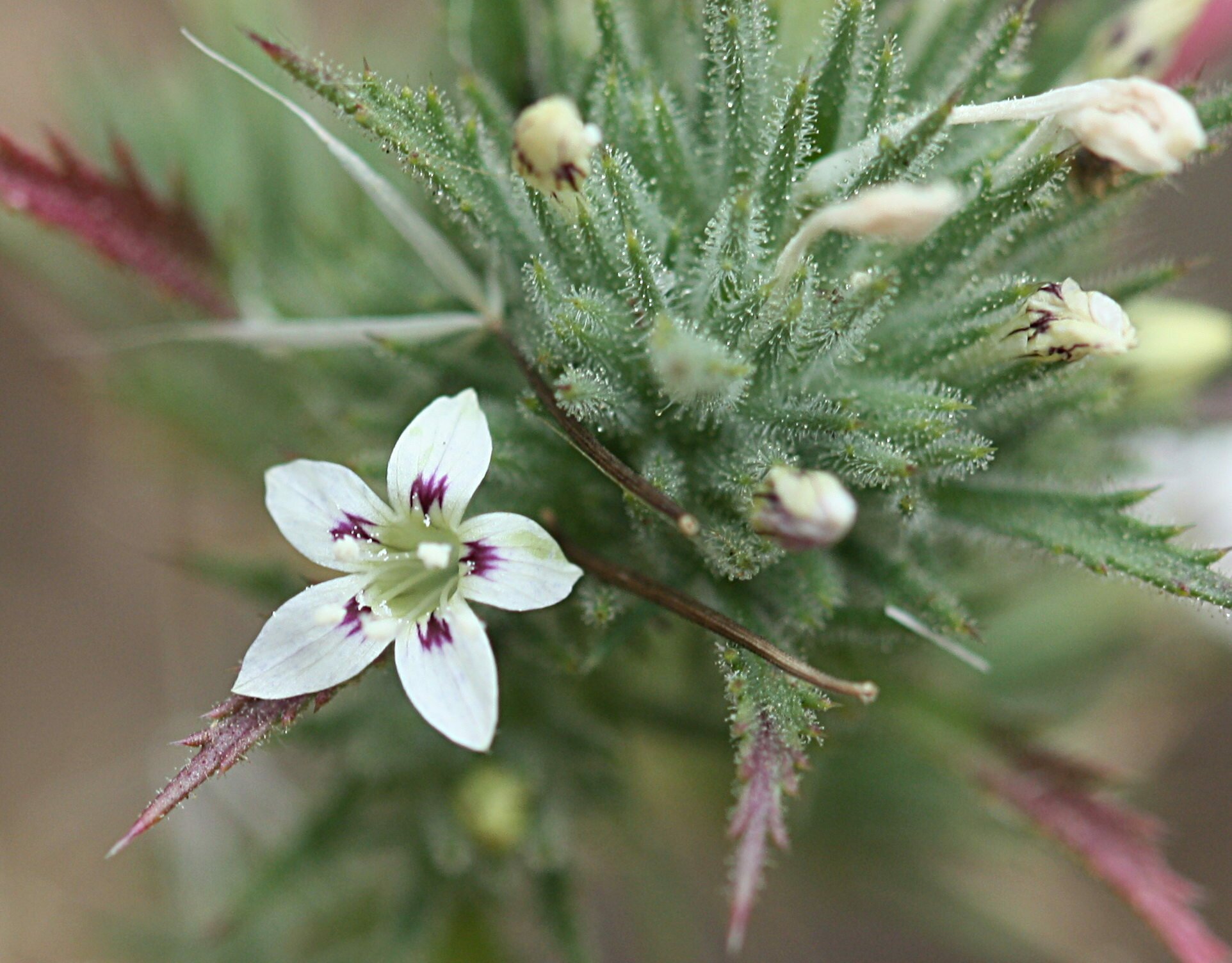 High Resolution Navarretia ojaiensis Flower